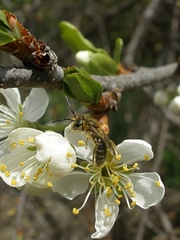 Andrena