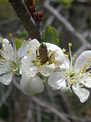 Andrena