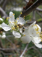 Andrena