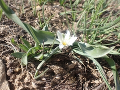 Ornithogalum lanceolatum