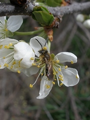 Andrena
