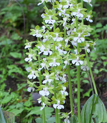 Calanthe discolor