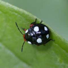 Chinavia erythrocnemis
