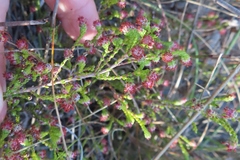 Erica brownii