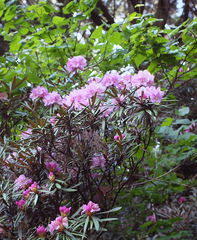 Rhododendron makinoi