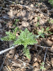 Magnoliopsida