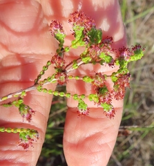 Erica brownii