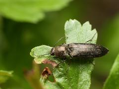 Cidnopus aeruginosus