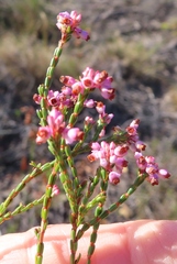 Erica articularis