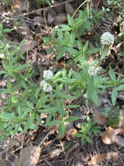 Spermacoce verticillata