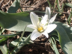 Ornithogalum lanceolatum