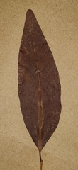 Tritaxis beddomei