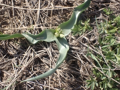 Ornithogalum lanceolatum