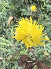 Neptunia oleracea