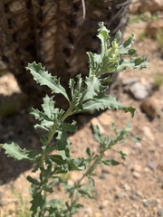 Atriplex elegans