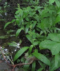 Platanthera flava herbiola