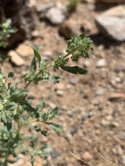 Atriplex elegans