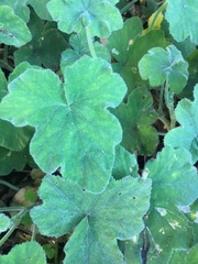 Pelargonium tomentosum