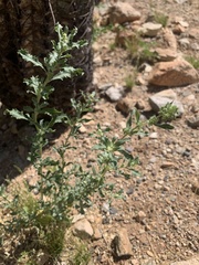 Atriplex elegans