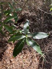 Quercus hemisphaerica