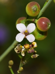 Crambe hispanica
