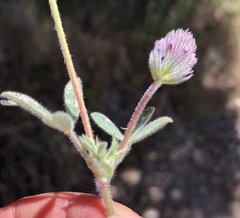 Trifolium albopurpureum