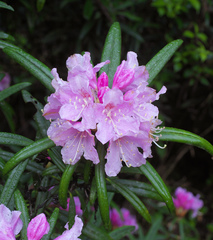 Rhododendron makinoi