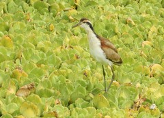 Wattled Jacana photo 5