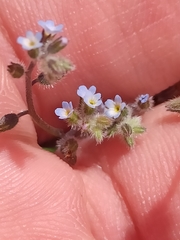 Myosotis ramosissima