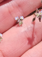 Myosotis ramosissima