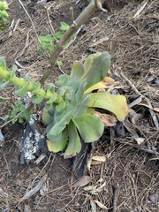 Aeonium canariense subsp. canariense image