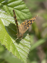 Pararge aegeria