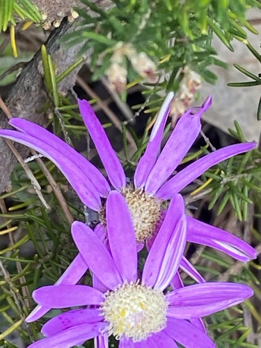 Pericallis tussilaginis image