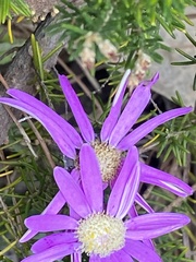 Pericallis tussilaginis image