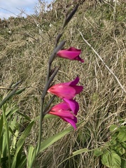 Gladiolus communis