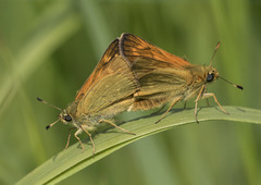 Ochlodes sylvanus