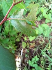 Chlorogonalia