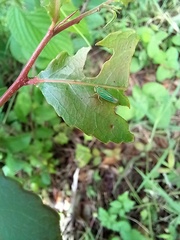 Chlorogonalia