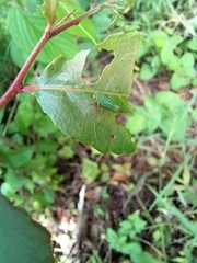 Chlorogonalia