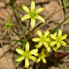 Gagea durieui