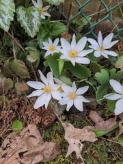 Sanguinaria canadensis