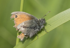 Coenonympha pamphilus