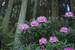 Rhododendron makinoi