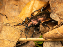 Carabus obsoletus