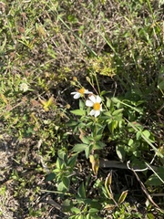Bidens alba