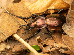 Carabus obsoletus