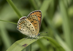 Lycaena tityrus