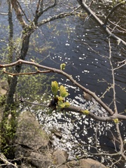 Alnus