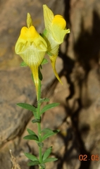 Linaria verticillata verticillata