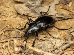 Carabus obsoletus